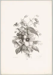 Diverse bloemen