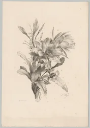 Diverse bloemen