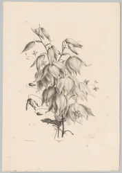 Hangende bloemen