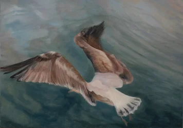 Meeuw komt landen, 2012