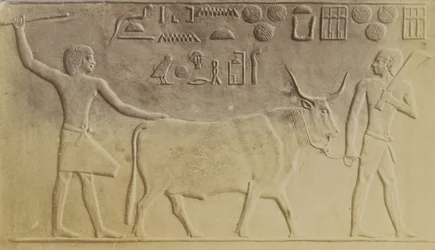 Heilige Stier in Saqqara