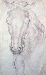 Hoofd van een paard