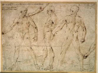 Drie naakte mannen. Tekening door Antonio Pollaiuolo (Pollaiolo) (1432-1498)