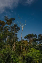 Mantiqueira XLVI