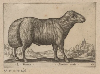 Arabisch schaap