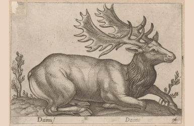 Damhert