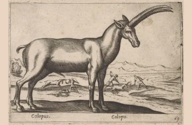 Geitachtige
