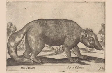 Indische muis, Birmese fret-das, Dieren en fabelwezens (serietitel), Nova raccolta de li animali piu curiosi del mondo (serietitel)