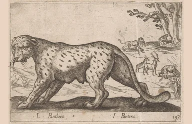 Panter