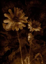 Bloem