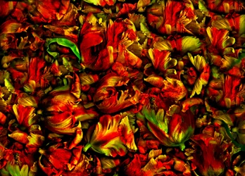 tulpenbed