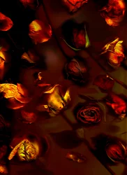 EarthArt rozen, 2008 (foto)