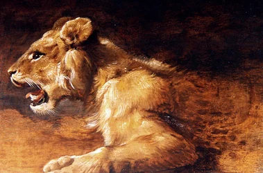Studie van een Jonge Leeuw, ca. 1640