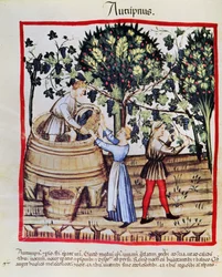 De Druivenoogst uit Tacuinum Sanitatis