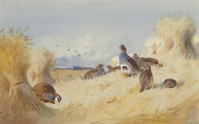 Een Rode Patrijs en een Koppel Grijze Patrijzen bij Korenstokken