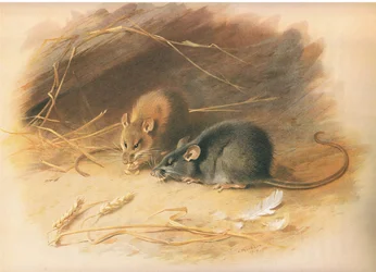Alexandrijnse rat en zwarte rat, uit Thorburns Zoogdieren gepubliceerd door Longmans and Co, ca. 1920