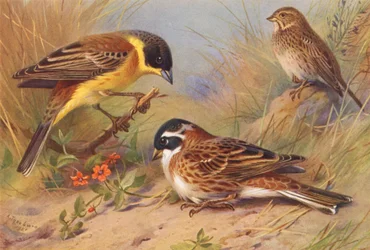 Zwartkopgors, Grauwe Gors, Bosgors