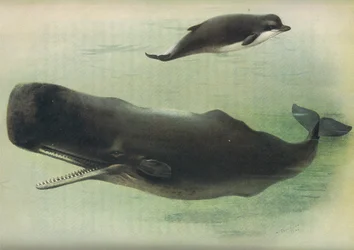 Butskop en potvis, uit Thorburns Zoogdieren gepubliceerd door Longmans and Co, ca. 1920