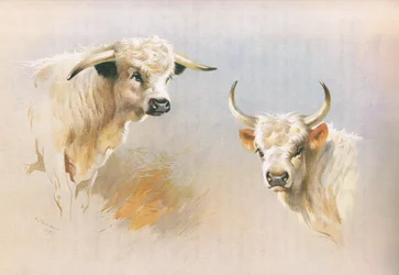 Chartley-stier en Chillingham-stier, uit Thorburn