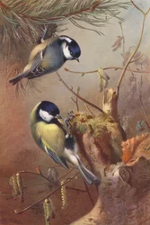 Koolmees, Grote Mees