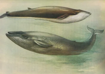 Gewone vinvis, blauwe vinvis, uit Thorburns Zoogdieren gepubliceerd door Longmans and Co, ca. 1920