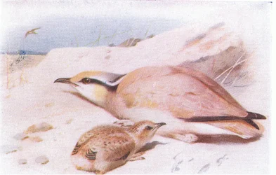 Crèmekleurige Renkoekoek, uit Birds of the British Isles and Their Eggs gepubliceerd door Frederick Warne & Co Ltd, 1958