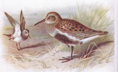 Dunlin (zomer en winter), uit Birds of the British Isles and Their Eggs gepubliceerd door Frederick Warne & Co Ltd, 1958