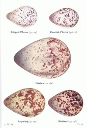 Eieren: bontbekplevier, strandplevier, wulp, kievit, morinelplevier, uit Vogels van de Britse Eilanden en hun eieren, uitgegeven door Frederick Warne & Co Ltd, 1958