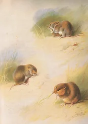 Veldmuis, rosse woelmuis en Orkney woelmuis, uit Thorburns Zoogdieren gepubliceerd door Longmans and Co, ca. 1920