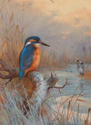 Uitgevroren - Vissen: IJsvogel en reiger in een winterlandschap (potlood, aquarel en bodycolour op papier)