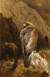 Gouden Adelaars bij hun Nest
