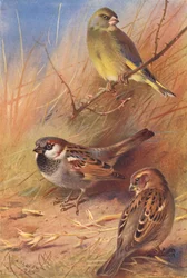 Groenling, Huismus (mannetje en vrouwtje)