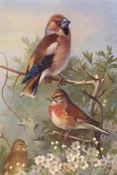 Appelvink, Kneu (mannetje en vrouwtje)