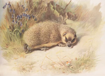 Egel, uit Thorburns Zoogdieren gepubliceerd door Longmans and Co, ca. 1920