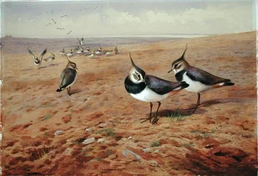 Kieviten op de ploeg