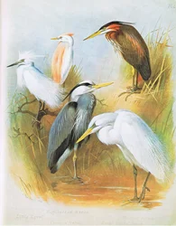 Kleine Zilverreiger, Ralreiger, Blauwe Reiger, Purperreiger, Grote Zilverreiger, uitgegeven door Book Club Associates, 1972