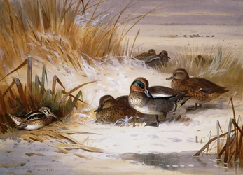 Wilde eend, smient en snip aan de rand van een poel in de winter