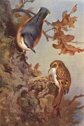 Boomklever, boomkruiper (kleur litho)