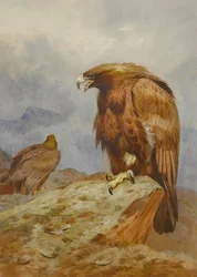 Paar Steenarenden