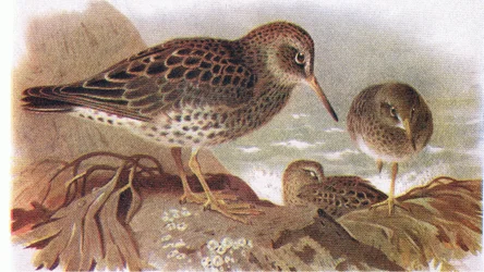 Paarse Strandloper, uit Birds of the British Isles and Their Eggs gepubliceerd door Frederick Warne & Co Ltd, 1958