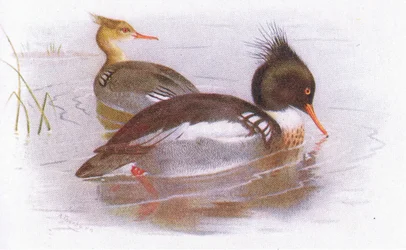 Middelste zaagbek