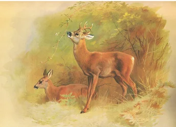 Ree, uit Thorburns Zoogdieren gepubliceerd door Longmans and Co, ca. 1920
