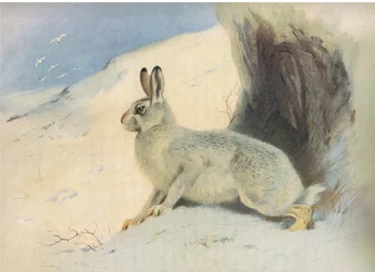 De berghaas in de winter, uit Thorburns Zoogdieren gepubliceerd door Longmans and Co, ca. 1920