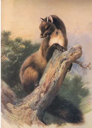 De boommarter, uit Thorburns Zoogdieren gepubliceerd door Longmans and Co, ca. 1920