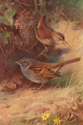 Winterkoning, Heggenmus