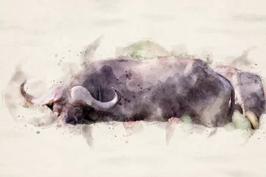 Afrikaanse buffel, aquarel