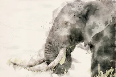 Vredige olifant in aquarel
