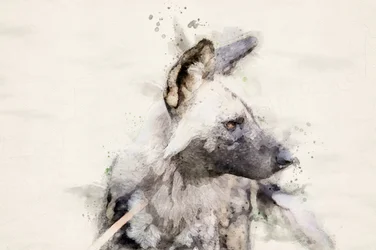 Serene Wild Dog - Aquarel