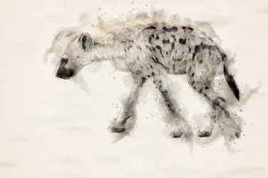 Gevlekte hyena – aquarel