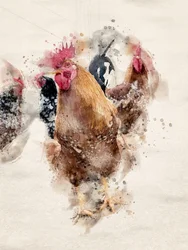 Haanen op de Watercolor Farm
